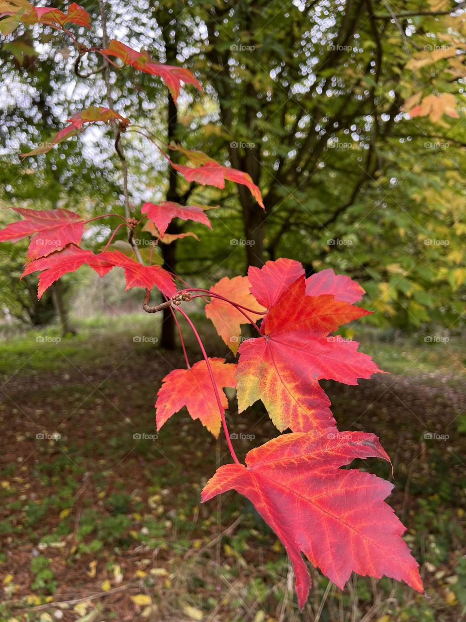 Autumn vibes. Autumn time. Autumn leaves.