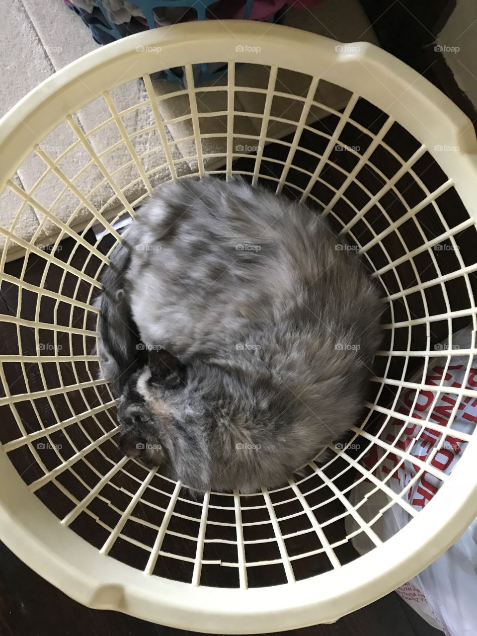 Layla the grey cat in the laundry basket 