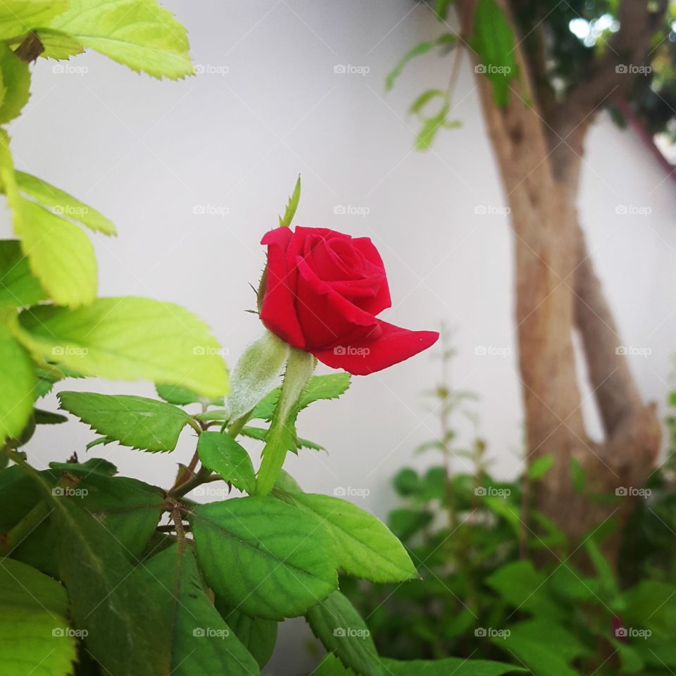 Newborn rose
