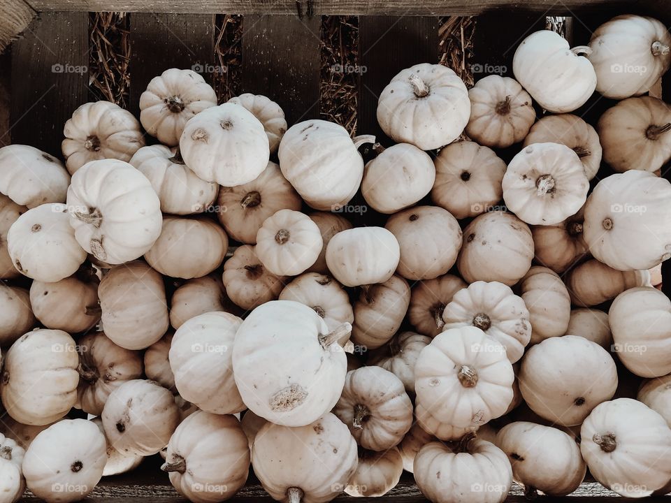 White pumpkins