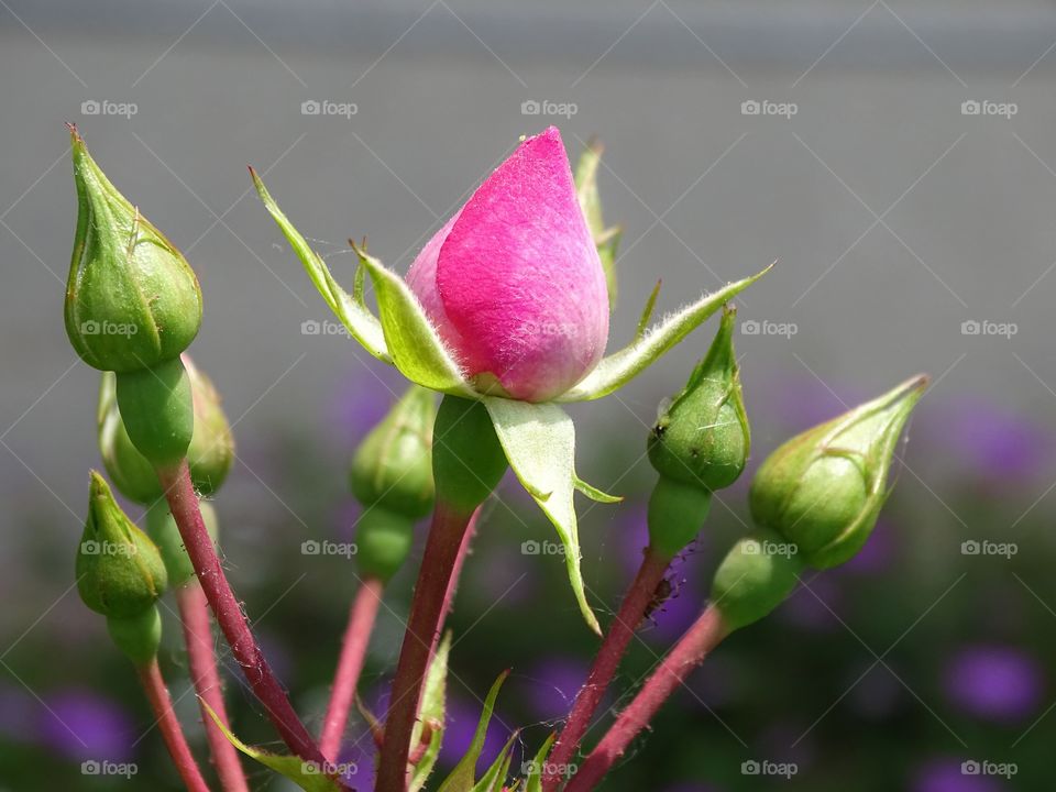 The beauty of spring