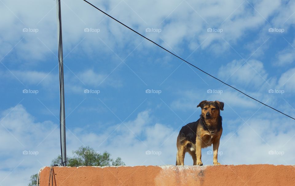 A watchdog on a rooftop building in San Miguel de Allende, Mexico.