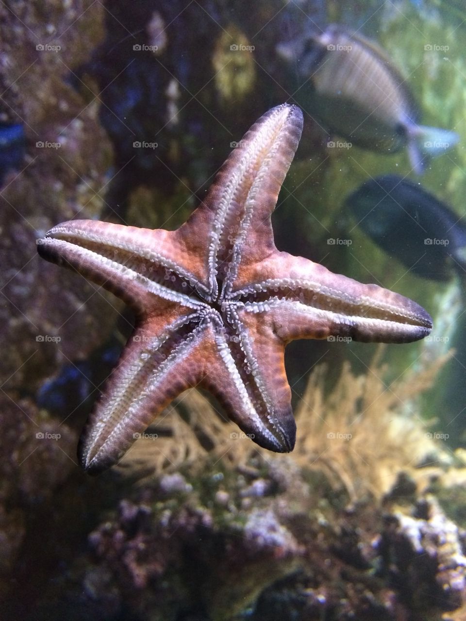 Starfish!