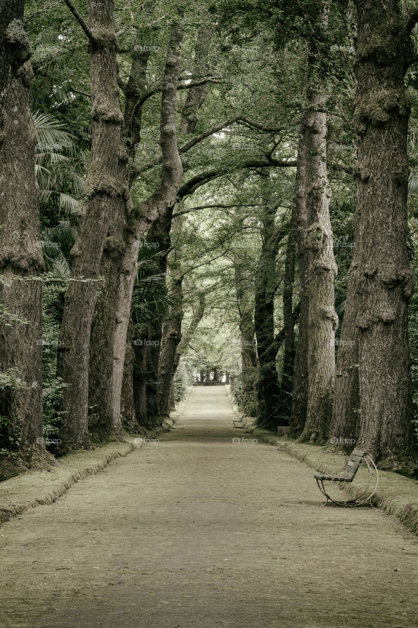 Empty road against trees