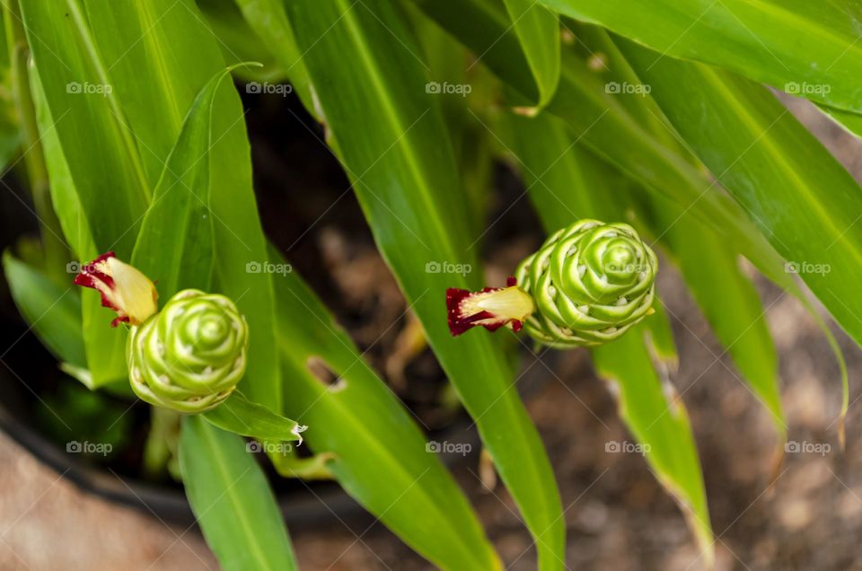 Ginger Plant