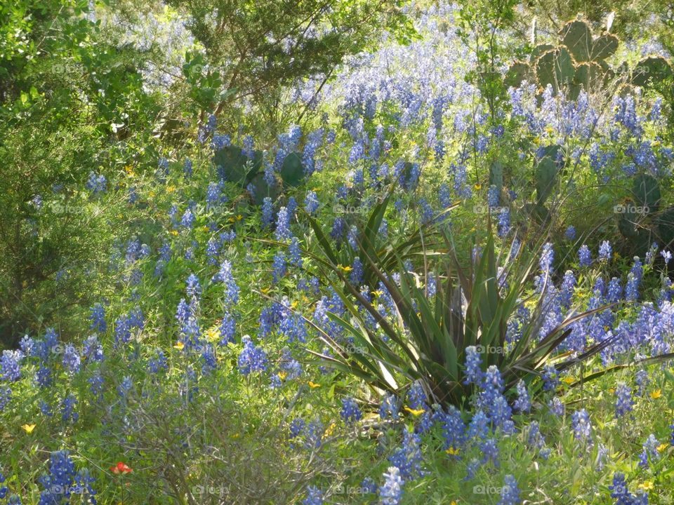 Bluebonnet