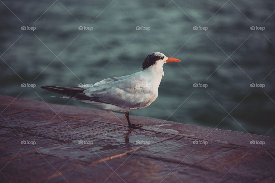 Bird on a dock looking out to the ocean