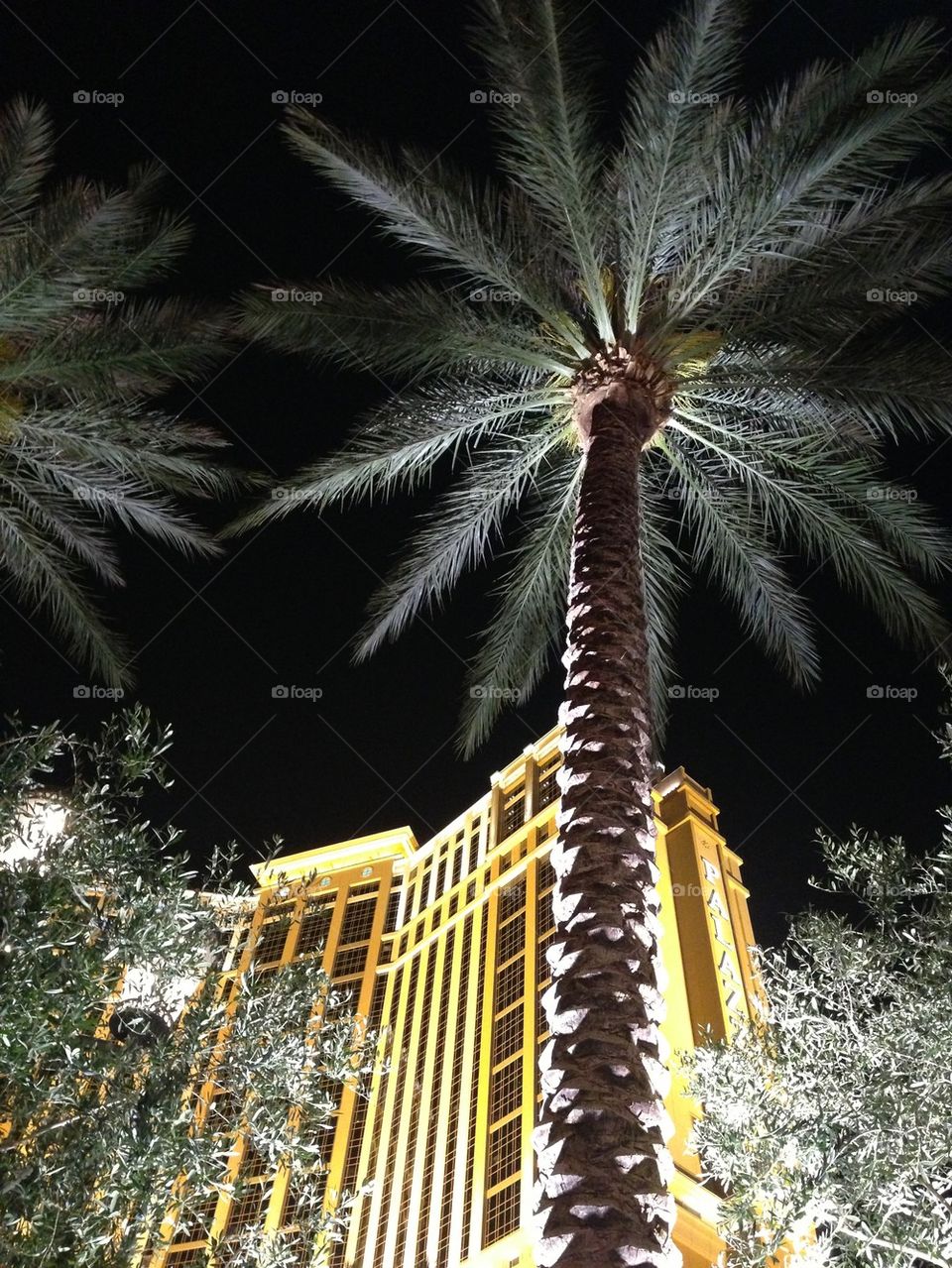 Palm by Night