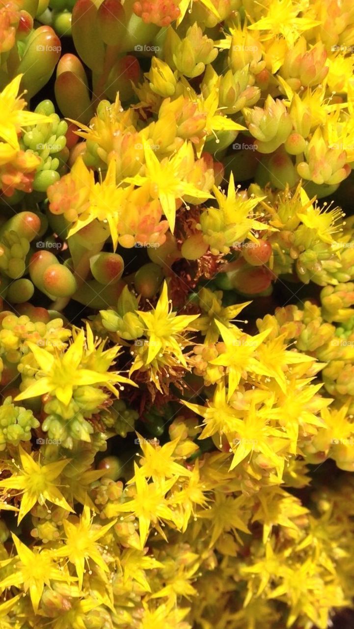 Yellow flowers of the Jelly Bean plant