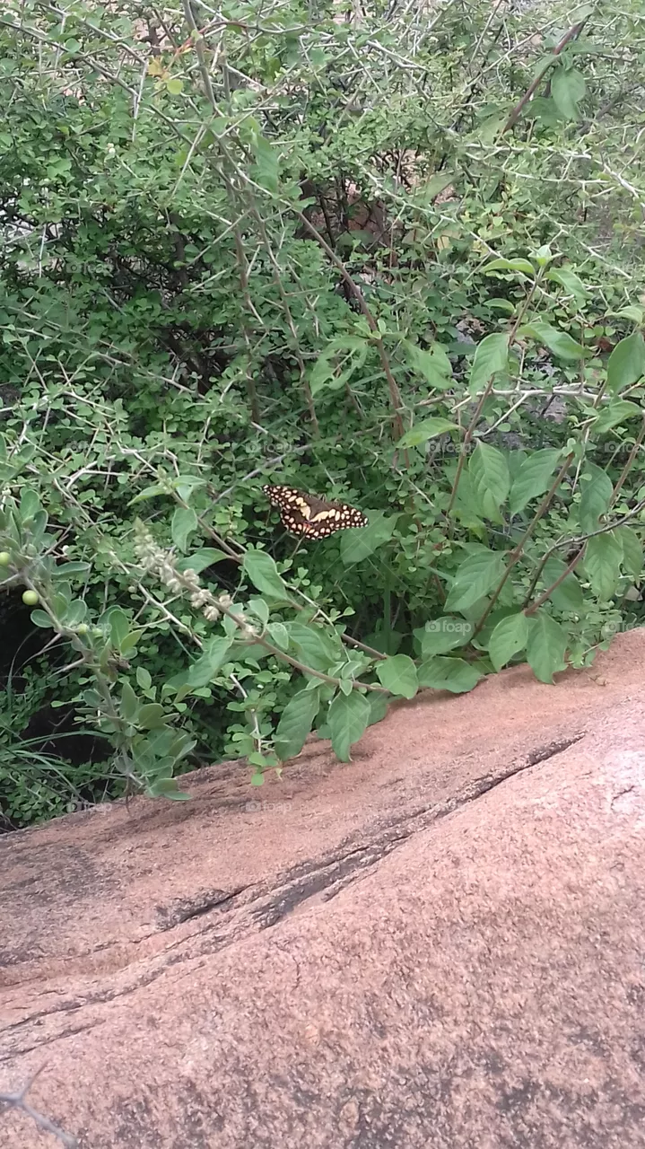 nature