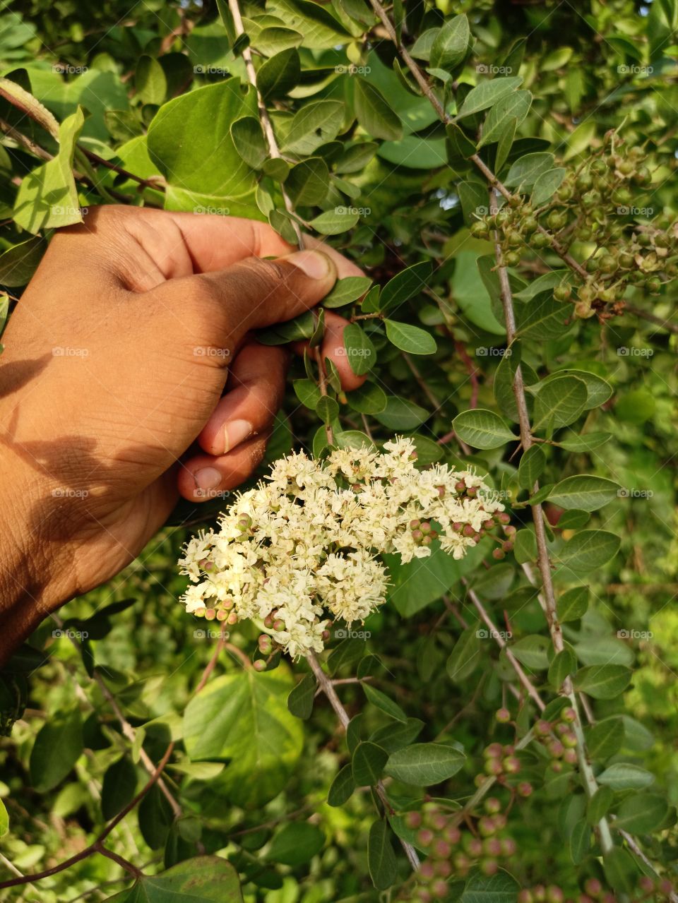 greenery it a naitur  face