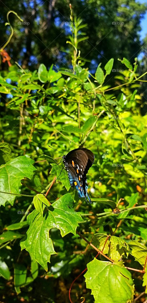 Forest Friend