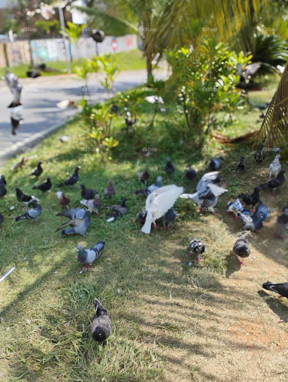 Disseminação do pombo doméstico no Brasil.  O pombo foi introduzido em solo nacional, no século XVI, durante a colonização Portuguesa, para servir de bicho de estimação. Como o pombo,  adaptou-se ao clima, acabou disseminando-se pelo território.