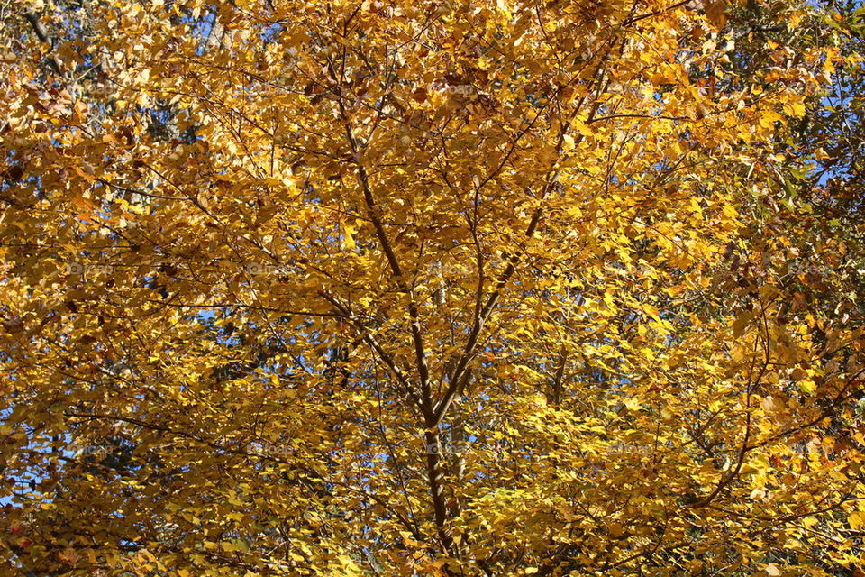 Maple tree during autumn