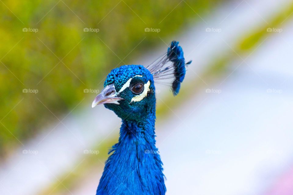 Elegant and colourful Indian peafowl (Pavo cristatus), a beautiful bird native from the Indian subcontinent. Males are usually known as peacocks.