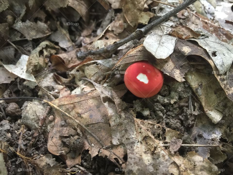 Tiny one dot red mushroom
