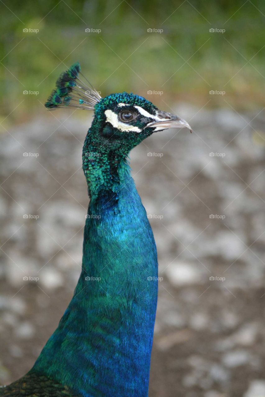 Peacock