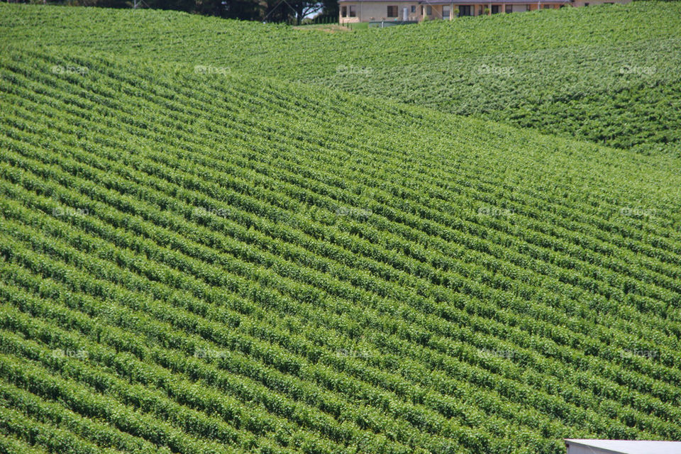 green field vine vines by kshapley