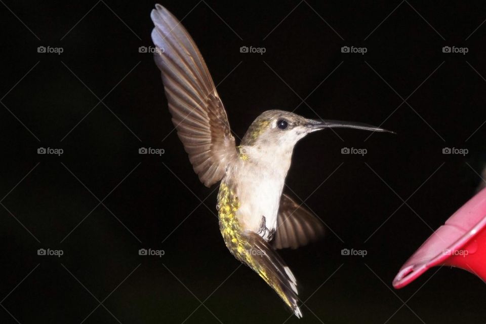 Hummingbird Flight