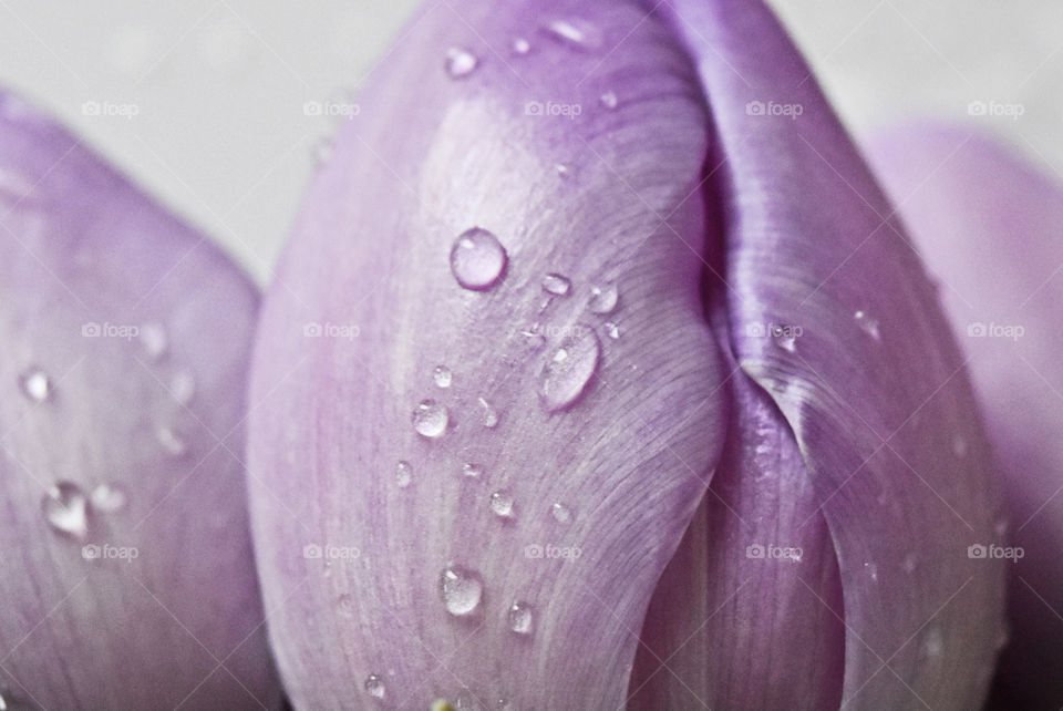 drops, wet flowers, tulips