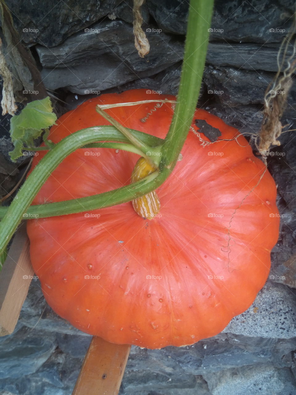 Calabaza