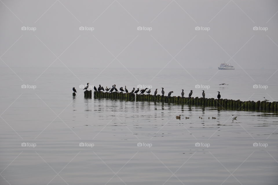 grey day with seabirds