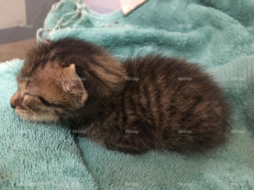 Rescued domestic short hair kitten.

Gray/brown tabby.