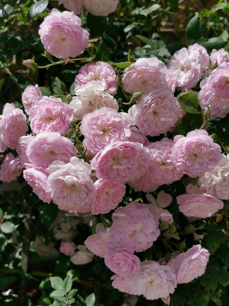 Beautiful roses bushes. Blooming time. Baby pink colour. Nice weather. Summer time.