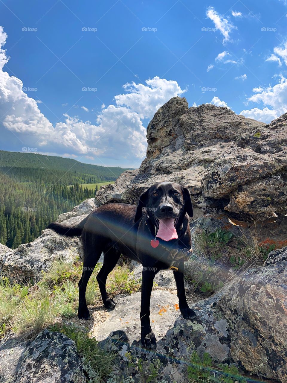 pet standing on rock outdoors summer