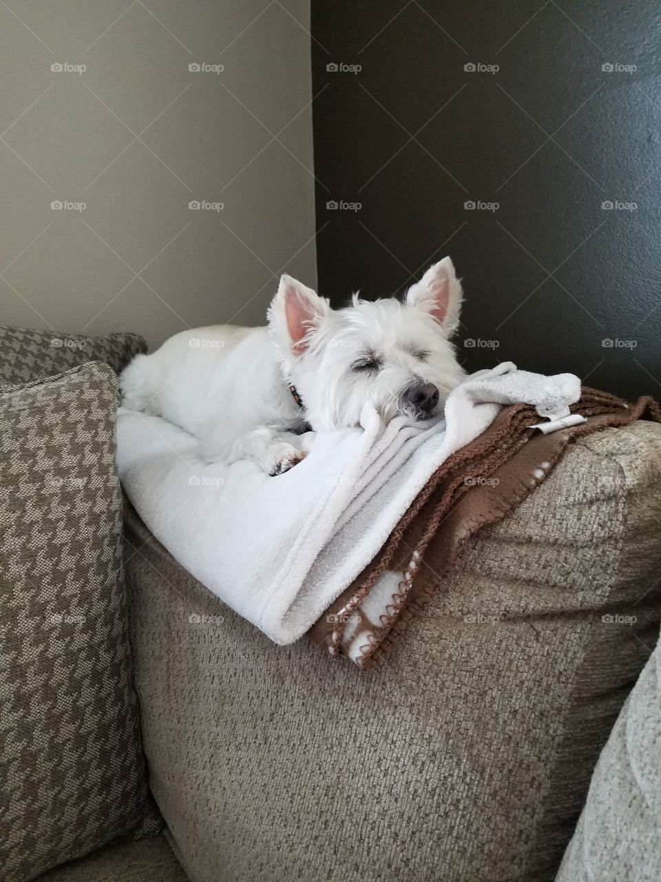 cute westie takes a nap on the comfy couch