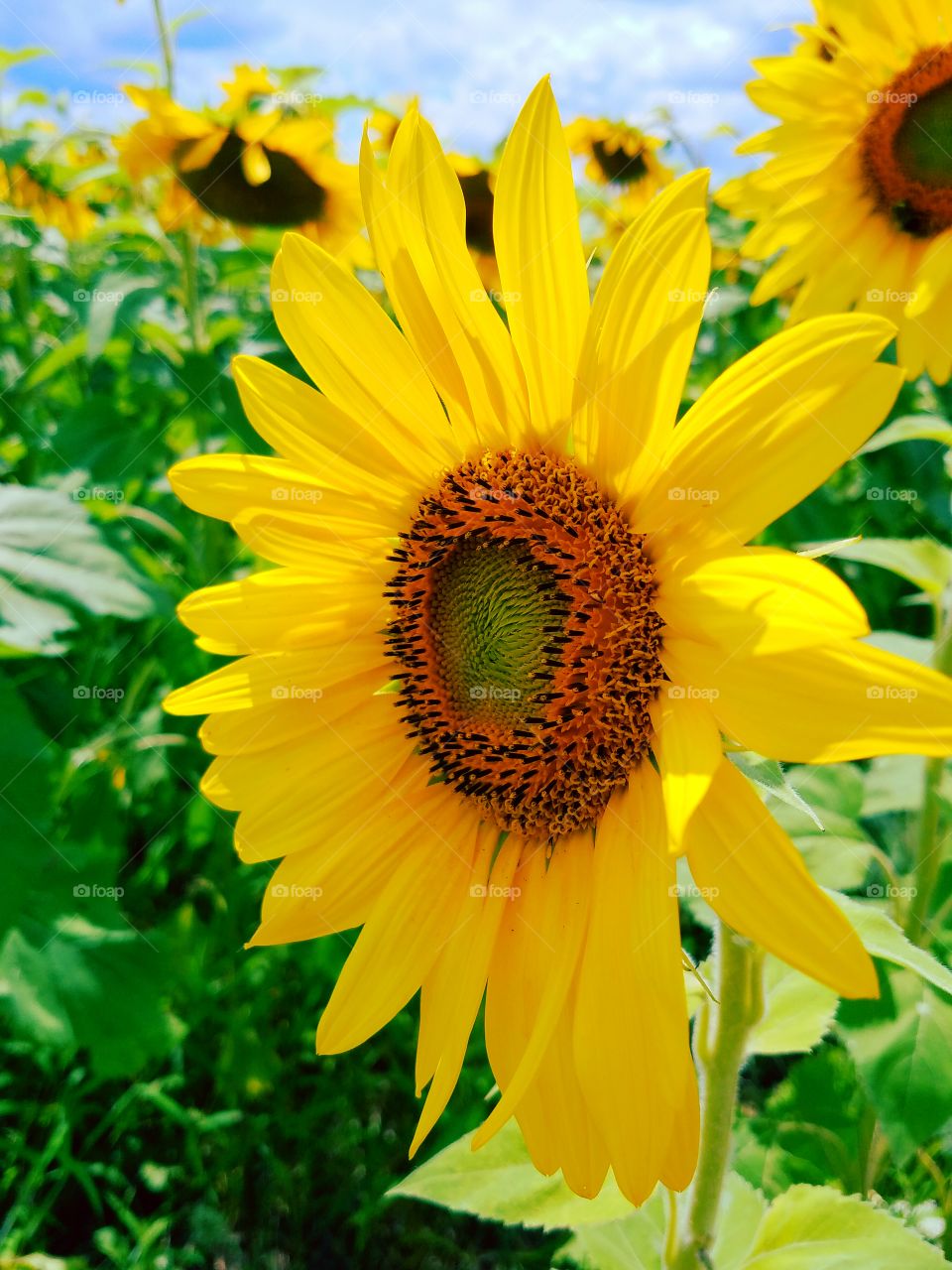 Side view of a sunflower