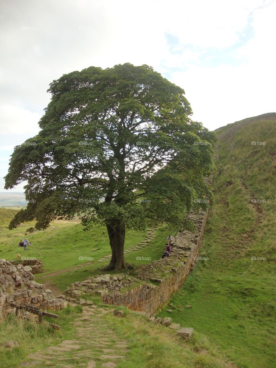 Northumberland Tree