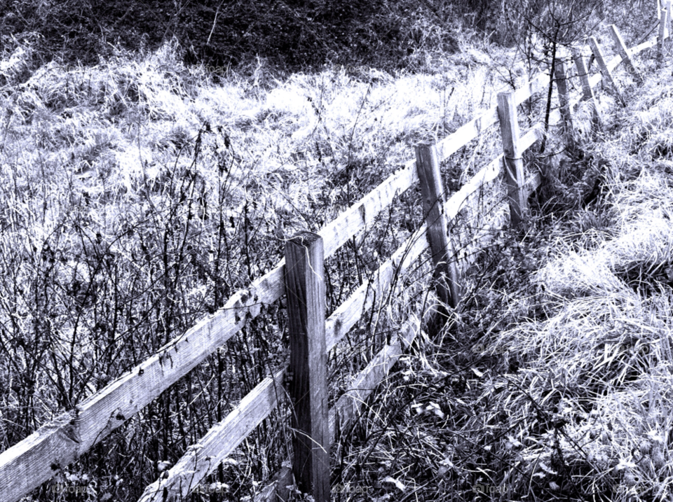 winter grass fence wooden by judgefunkymunky