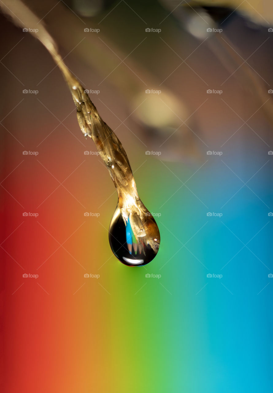 A macro portrait of a water droplet hanging from the tip of some grass with in its reflection a red blue and green pencil. through the bokeh of the background they blur together like a rainbow.