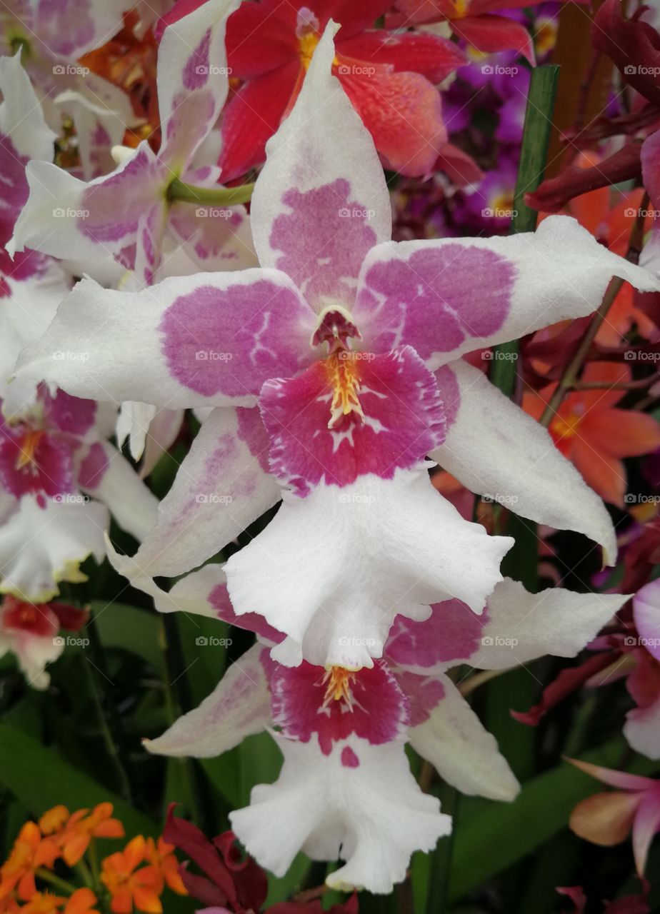 Orchid pinky white