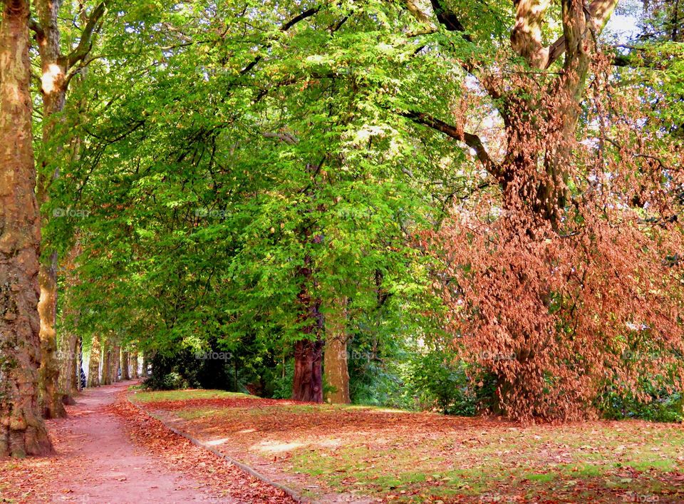 Dry leaves on empty road through forest