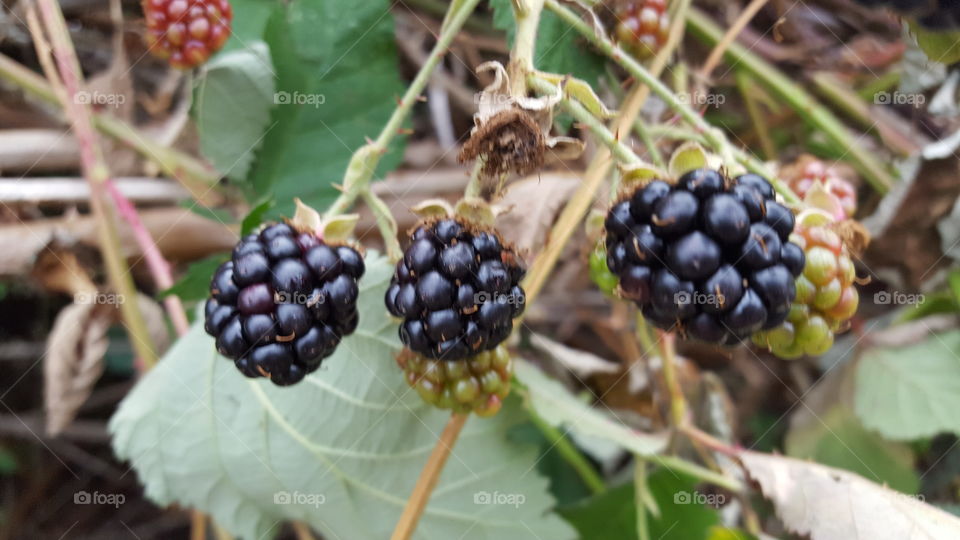 yummy blackberries