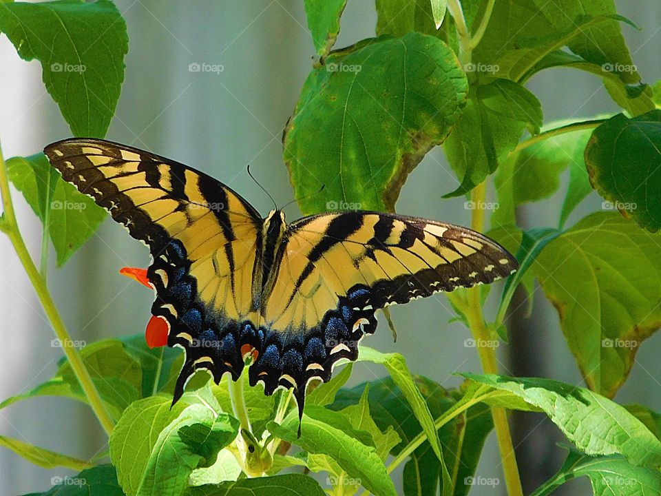 Flora and Fauna 2019 - Foap Missions. The Yellow Swallowtail Butterfly flies from spring to fall, during which it produces two to three broods .                                🧈