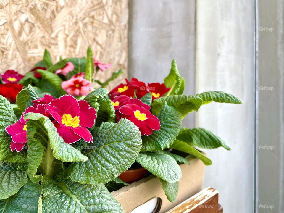 Magenta blooming flowers 