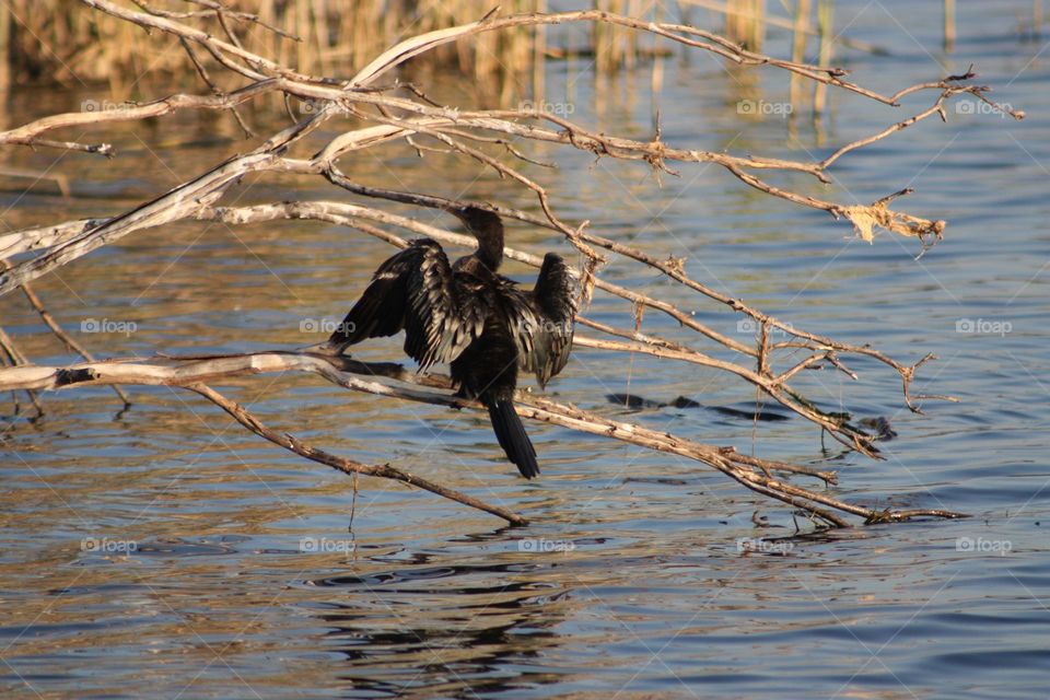 Cormorant