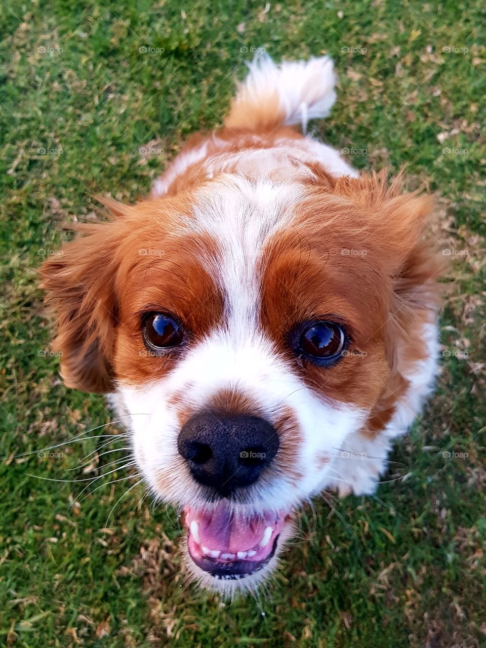 Adorable King Charles Cavalier