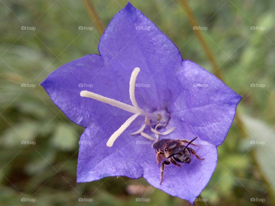 Beautiful flower and fly
