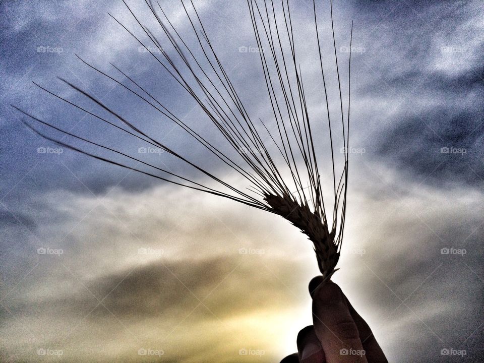 hand holding wheat. hand holding wheat in front of a cloudy sky