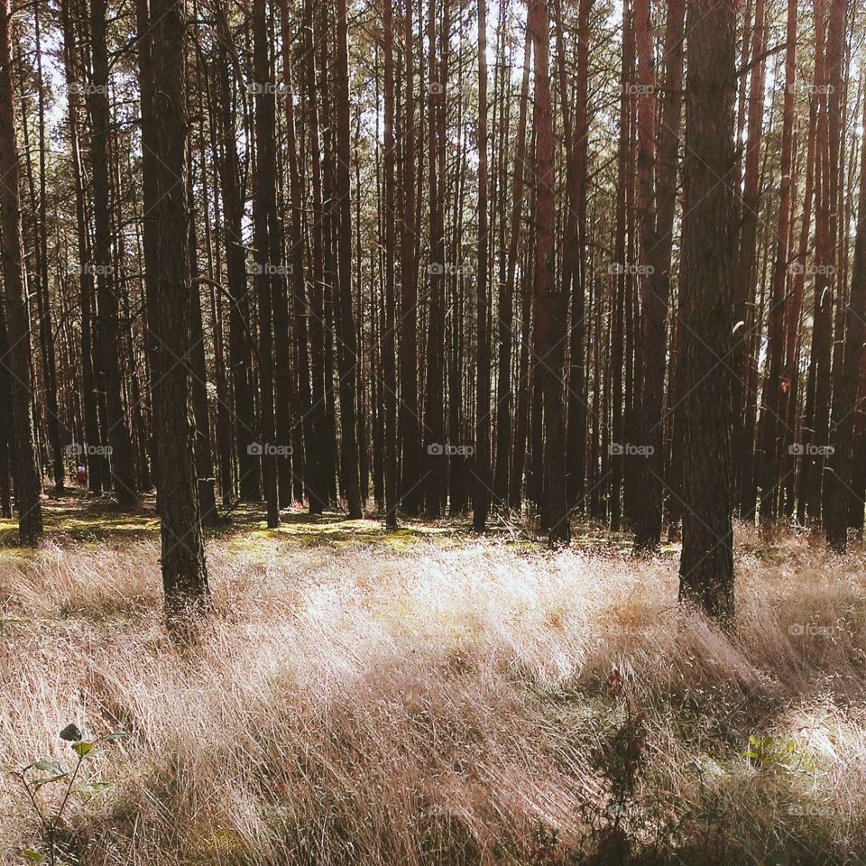 Lights and shadows in beautiful Polish forest