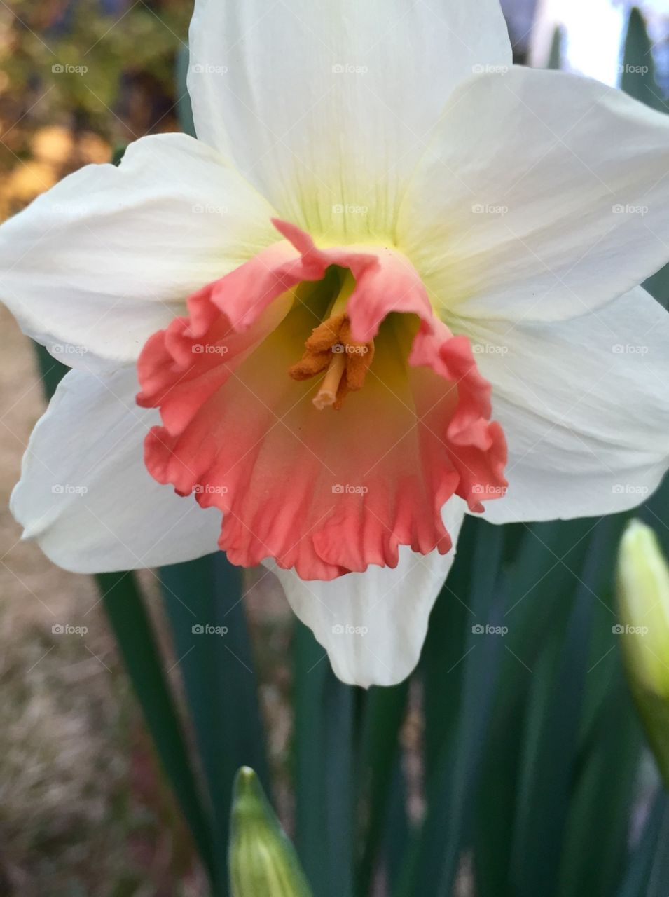 Lovely white spring daffodil