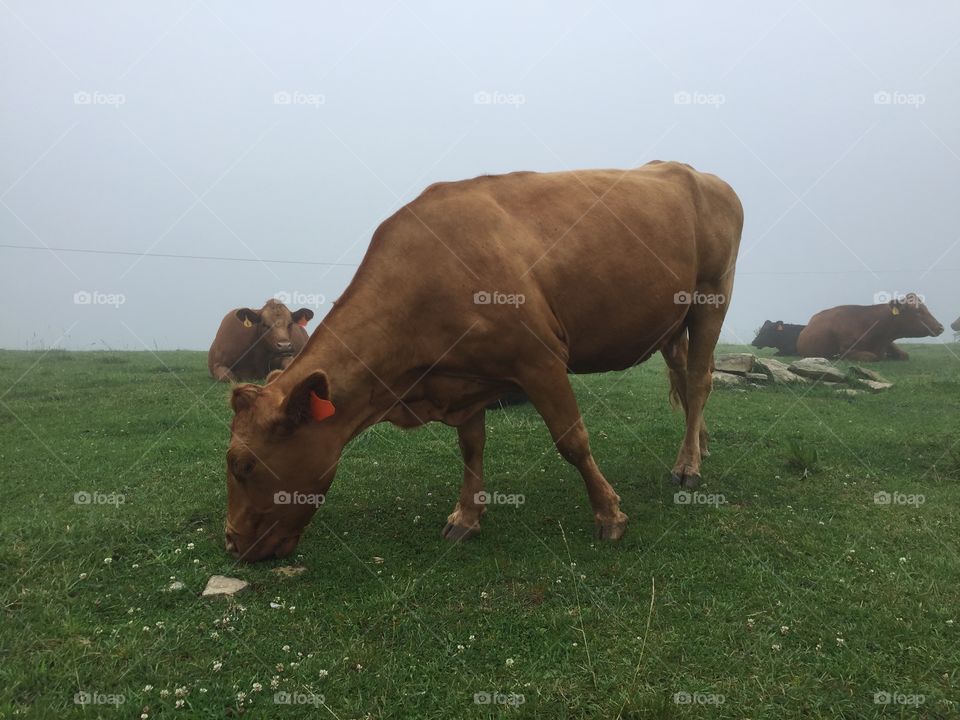 Cow Eating Grass in a Misty Pasture