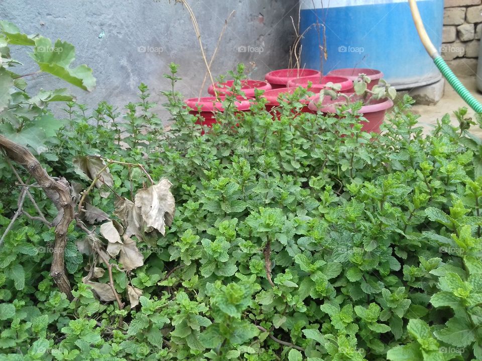 falling leaves with green plants.