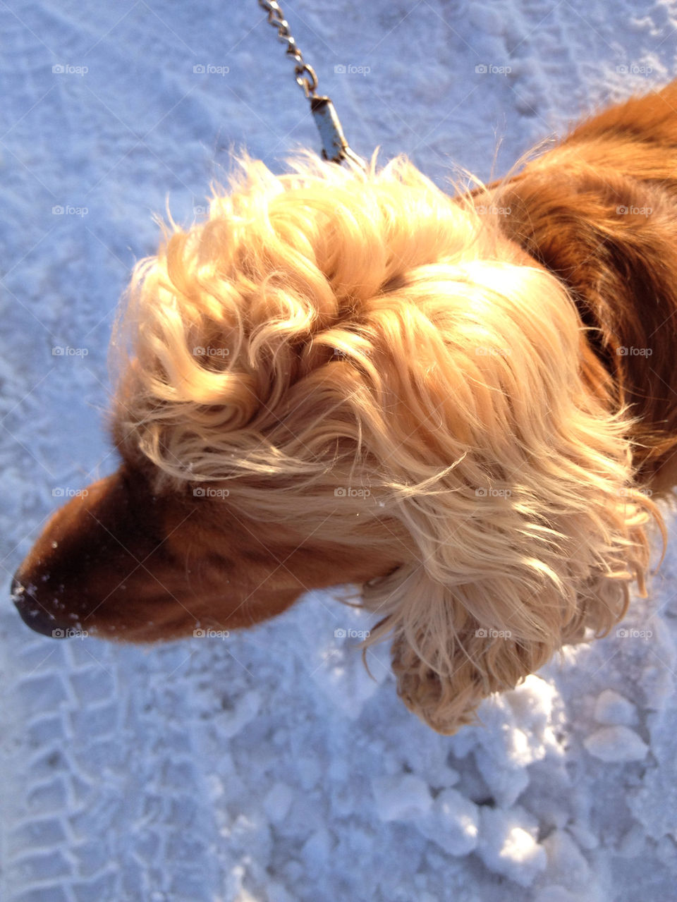 snow puppy nose beuty by liselott