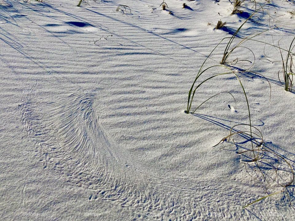 Sea oats plus wind create circular designs in sand dune