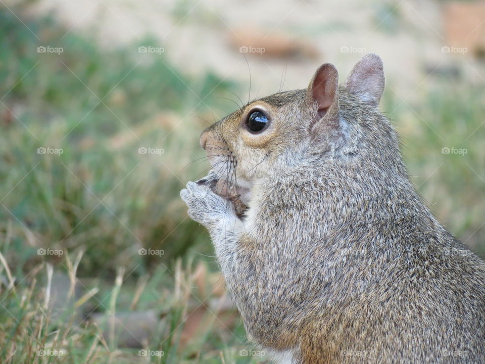 Squirrel grabbing something 